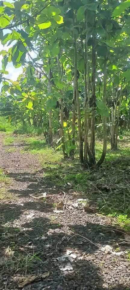 Đất nền Phú Tân Định Quán 5000m² giá chỉ 260 triệu - Cơ hội đầu tư tuyệt vời!