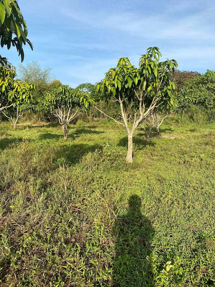 Đất nền Phú Tân, Định Quán 30.240m² giá 1.1 tỷ - Sổ riêng, thương lượng ngay!