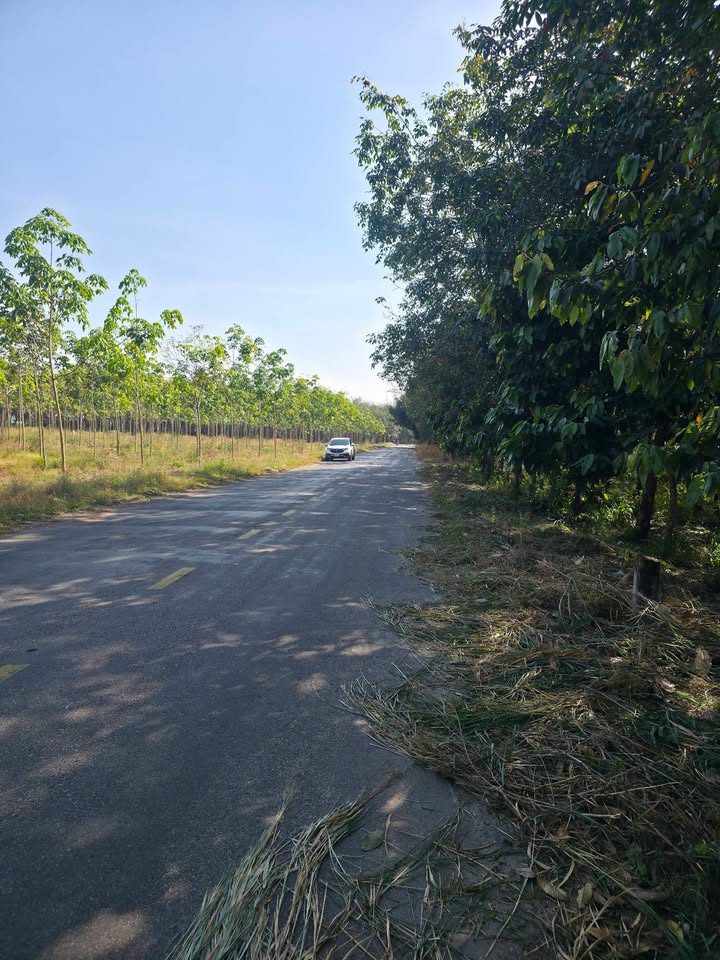 Đất nền Phước Hòa, Phú Giáo 840m² giá 8.4 tỷ - Sổ đỏ chính chủ, đầu tư sinh lời!