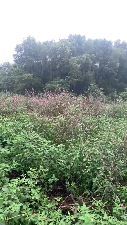 FrontHouse đường Kim Trà - Tứ Hạ 120m² giá 1 tỷ - Đầu tư sinh lời ngay lập tức!