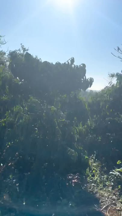 Đất nông nghiệp 3,8ha tại Ia Me, Chư Prông, Gia Lai chỉ 4 tỷ - Cơ hội đầu tư tuyệt vời!