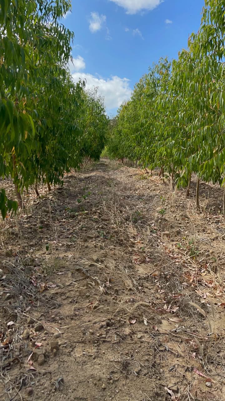 Đất nông nghiệp 2ha tại Ia Le, Chư Pưh, Gia Lai - Cơ hội đầu tư tuyệt vời!