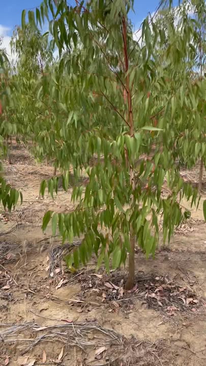 Đất nông nghiệp 2ha tại Ia Le, Chư Pưh - Cơ hội đầu tư hấp dẫn!