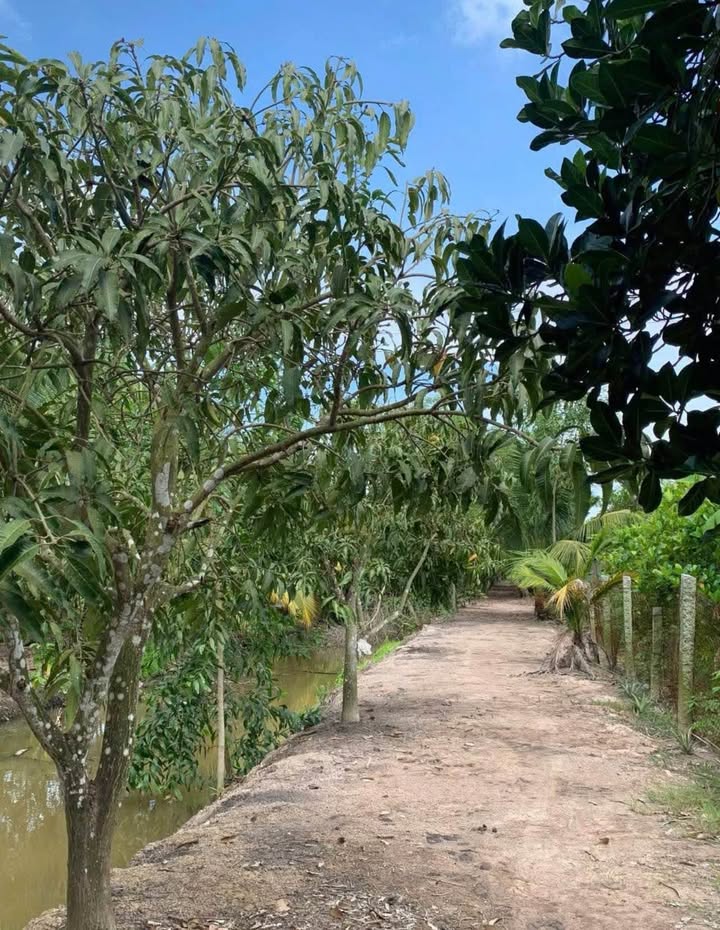 Đất vườn 12 công + 2 nền nhà mặt tiền Quốc Lộ 91, Vĩnh Tế, An Giang - Đầu tư sinh lời tuyệt vời!