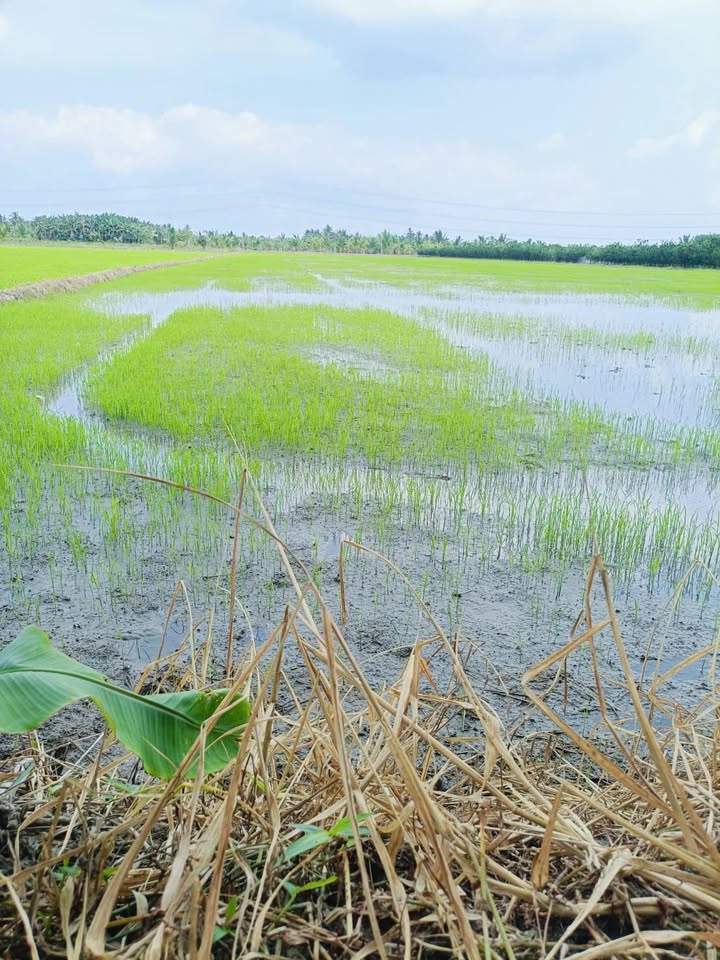 Đất ruộng Vũng Liêm Vĩnh Long 5000m² giá chỉ 1.2 tỷ - Cơ hội đầu tư tuyệt vời!