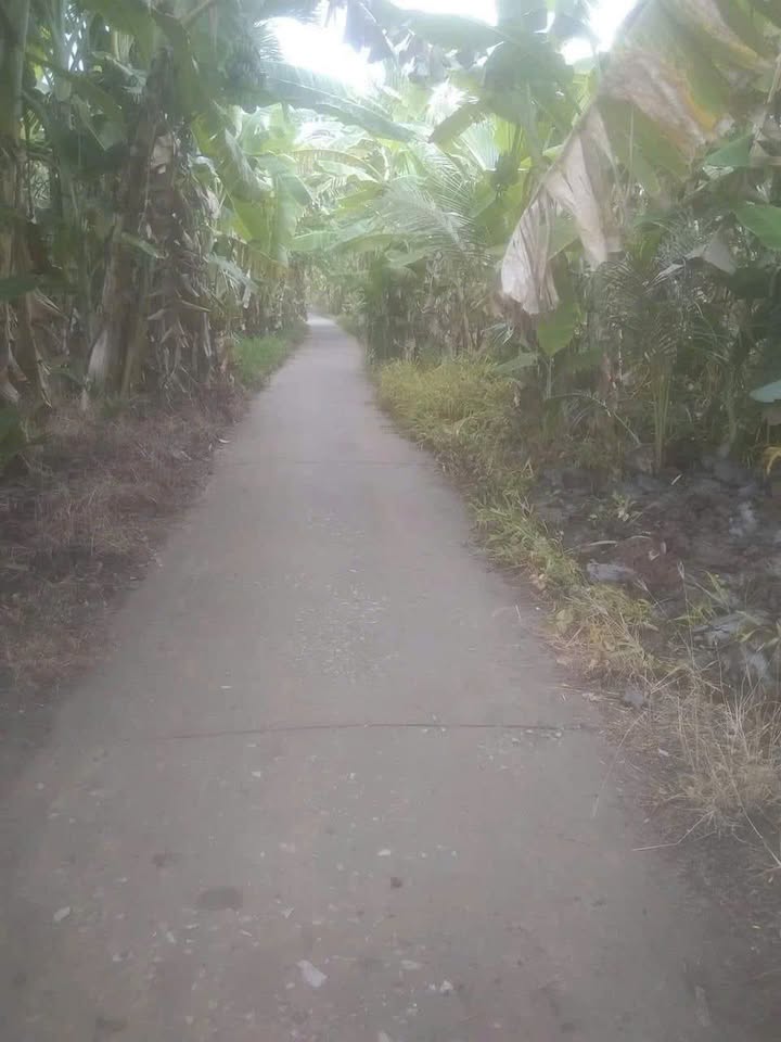 Đất rừng bán gấp xã Khánh Lâm, U Minh, Cà Mau 7ha - Giá 1.65 tỷ