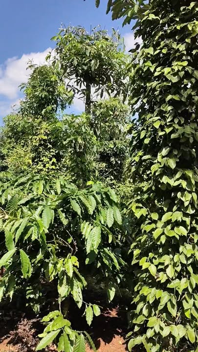 Đất nền Cư M'gar 3.800m² giá 1.45 tỷ - Tiềm năng sinh lời hấp dẫn!