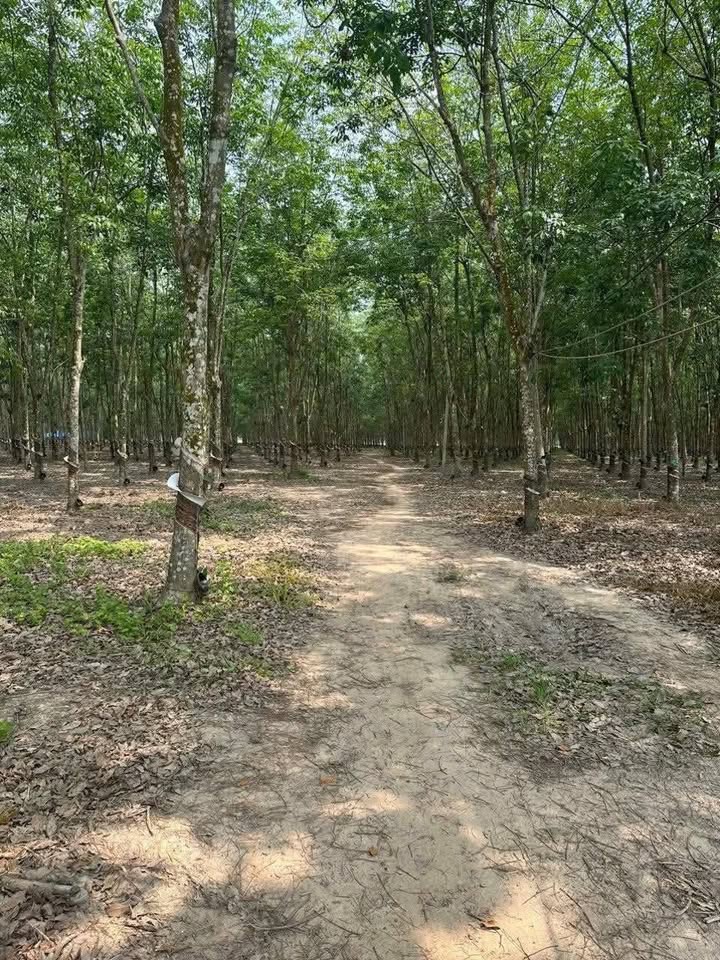 Đất Farm Thạnh Đông Tân Châu 10 mẫu - Gần đường nhựa, tiện lợi đầu tư!