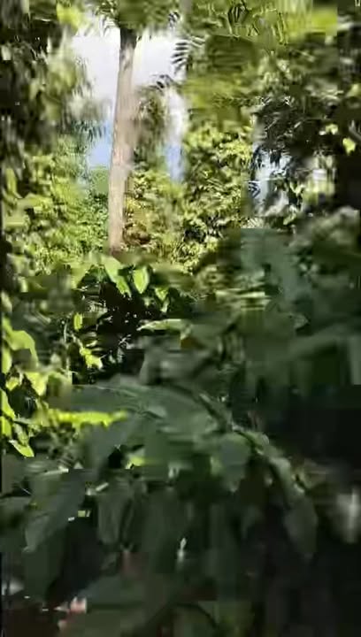 Đất nền Ea Kiết 1476m² giá 1.5 tỷ - Tiềm năng đầu tư hấp dẫn!