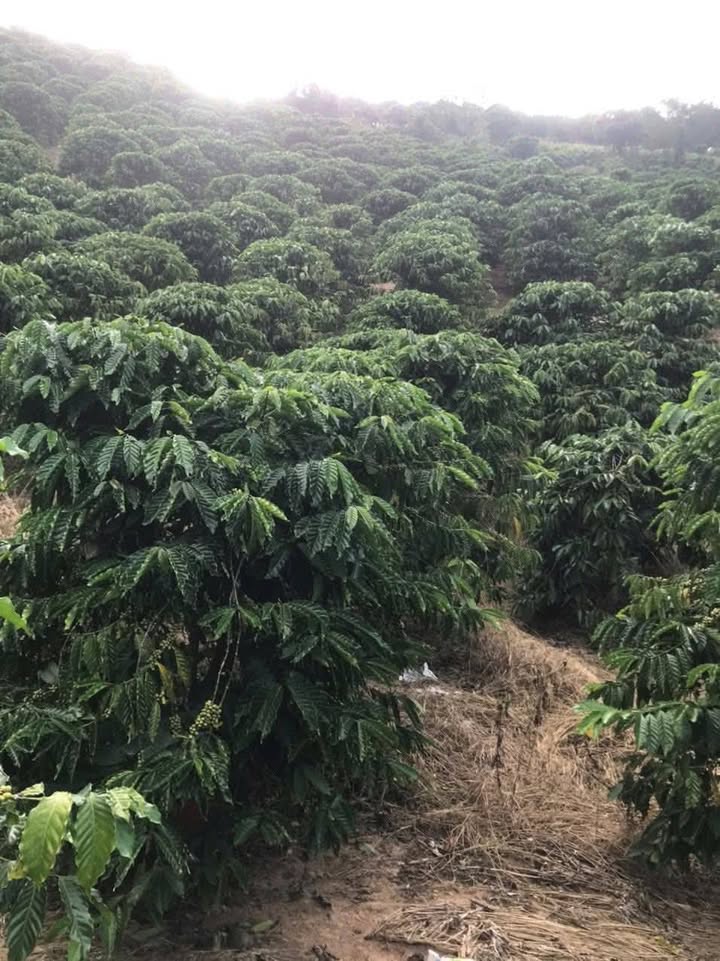 Đất nền Phú Sơn, Lâm Hà 2ha - Sổ đỏ chính chủ, giá chỉ 2.5 tỷ!