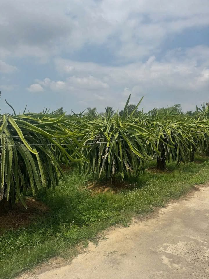 Đất thổ cư 3600m² tại Ninh Thuận, Hàm Chính - Cơ hội đầu tư tuyệt vời!