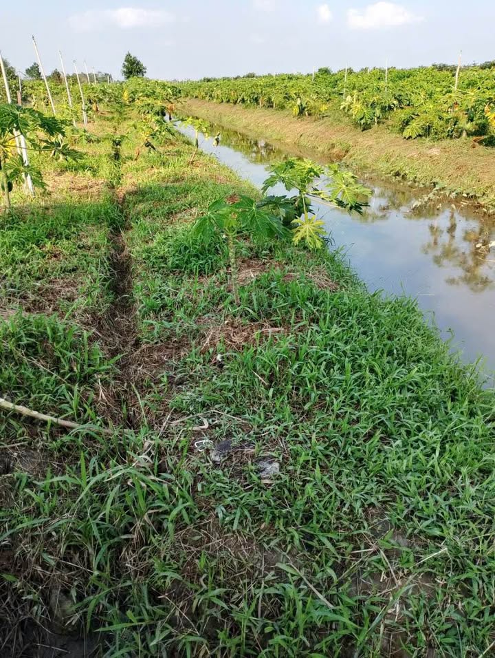 Đất nền xã Mỹ Hiệp, Cao Lãnh 5706m² giá 1.826 tỷ - Chính chủ bán gấp!