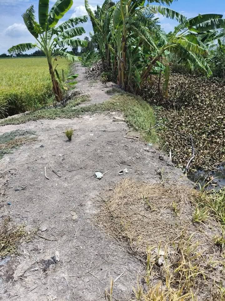 Đất nền xã Hậu Mỹ Trinh, Cái Bè 70.000m² giá 2.1 tỷ - Đường xe hoa lâm chuẩn bị hoàn thiện!