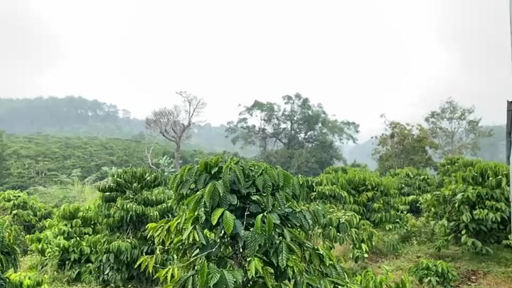 Đất Farm Di Linh 20.000m² giá 6.2 tỷ - Cơ hội đầu tư tuyệt vời!