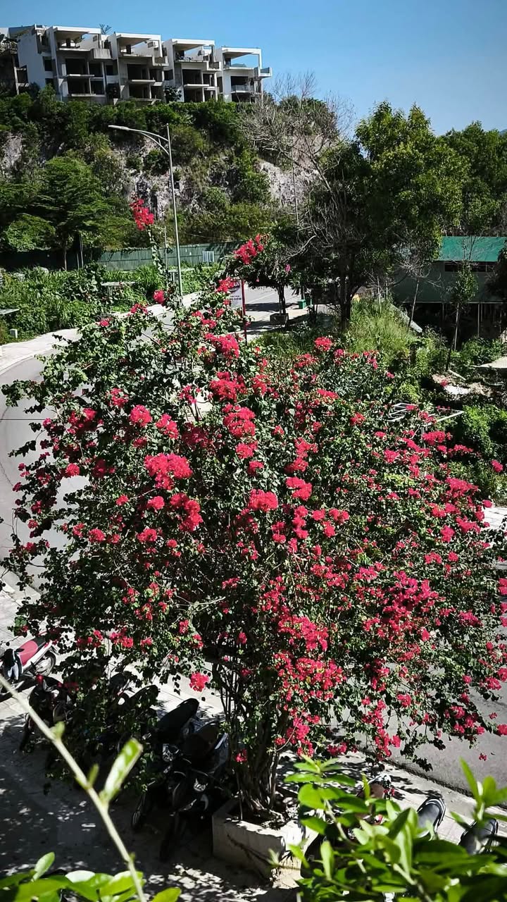 Đất Phường Nam Nha Trang 152m² giá 6.5 tỷ - Đầu tư sinh lời với 5 phòng trọ đang cho thuê!