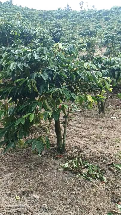 Đất nền Đạ K Nàng 1,7 ha giá 2,1 tỷ - Cơ hội đầu tư hiếm có!