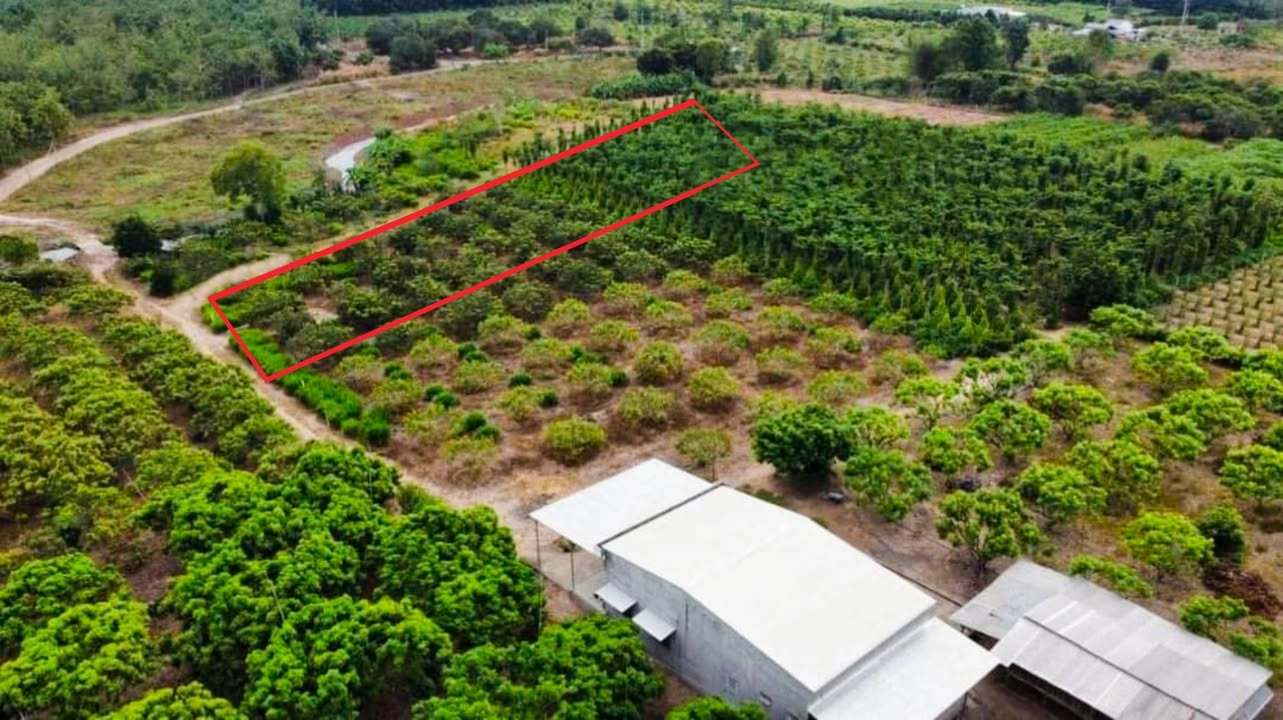 Đất nền 1 sào 2 mặt tiền đường 4m tại Phú Lâm, Xuyên Mộc chỉ 580 triệu - Đầu tư sinh lời ngay!