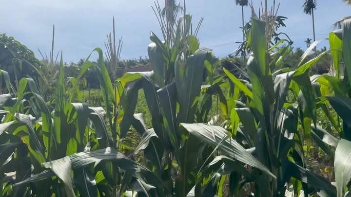 Đất Farm Hoài Đức Lâm Hà 2400m² giá 4.2 tỷ - Mặt tiền đường 70m đẹp