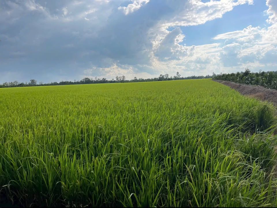 Đất ruộng + Vườn tại Mỹ Hòa, Cái Bè, 7200m² chỉ 259 triệu - Cơ hội đầu tư hấp dẫn!