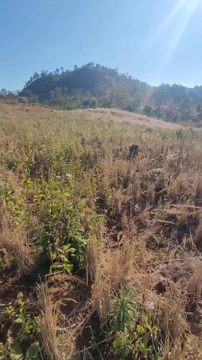 Đất Farm Lơ Pang, Mang Yang 700m² giá 500 triệu - Cơ hội đầu tư hấp dẫn!