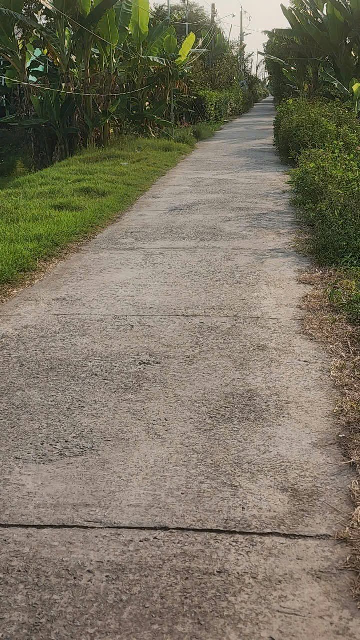 Đất lúa 3 vụ 3 công tại xã Tân Lập, huyện Tân Thạnh, Long An - Giá chỉ 1.14 tỷ