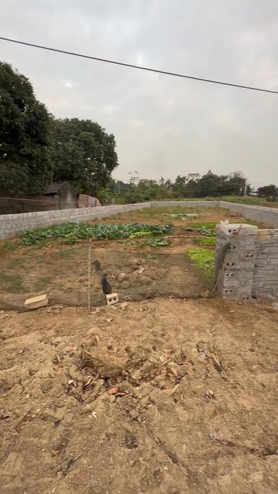 Đất vườn 330m² tại Hội Tiến 1, Quỳnh Lưu - Giá thỏa thuận, sổ đỏ chính chủ!