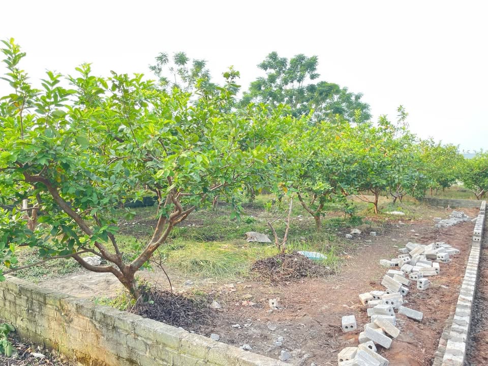 Đất vườn đẹp Sài Sơn Quốc Oai 288m² - Đầu tư sinh lời ngay!