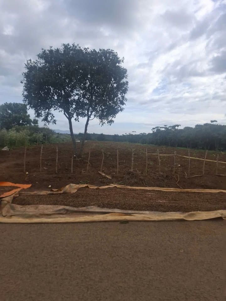 Đất thổ cư Lộc An 7200m² giá 2.3 tỷ - Mặt tiền đường nhựa rộng rãi!