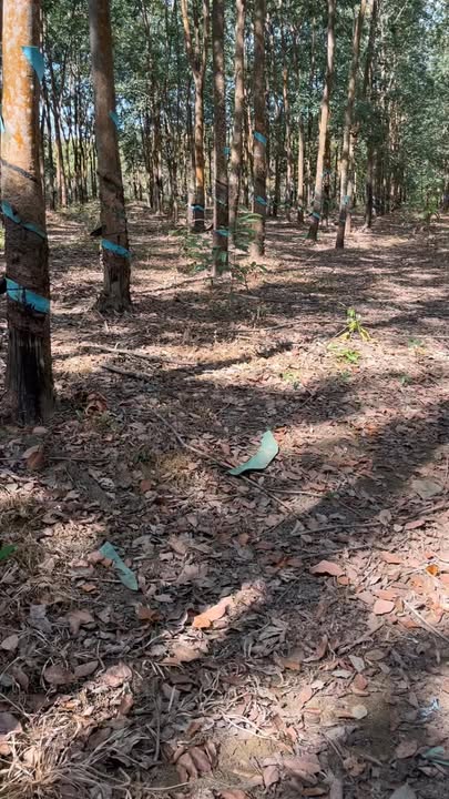 Đất thổ cư Bù Gia Mập 3ha giá 1,35 tỷ - Sổ đỏ chính chủ, mặt tiền đường rộng rãi!