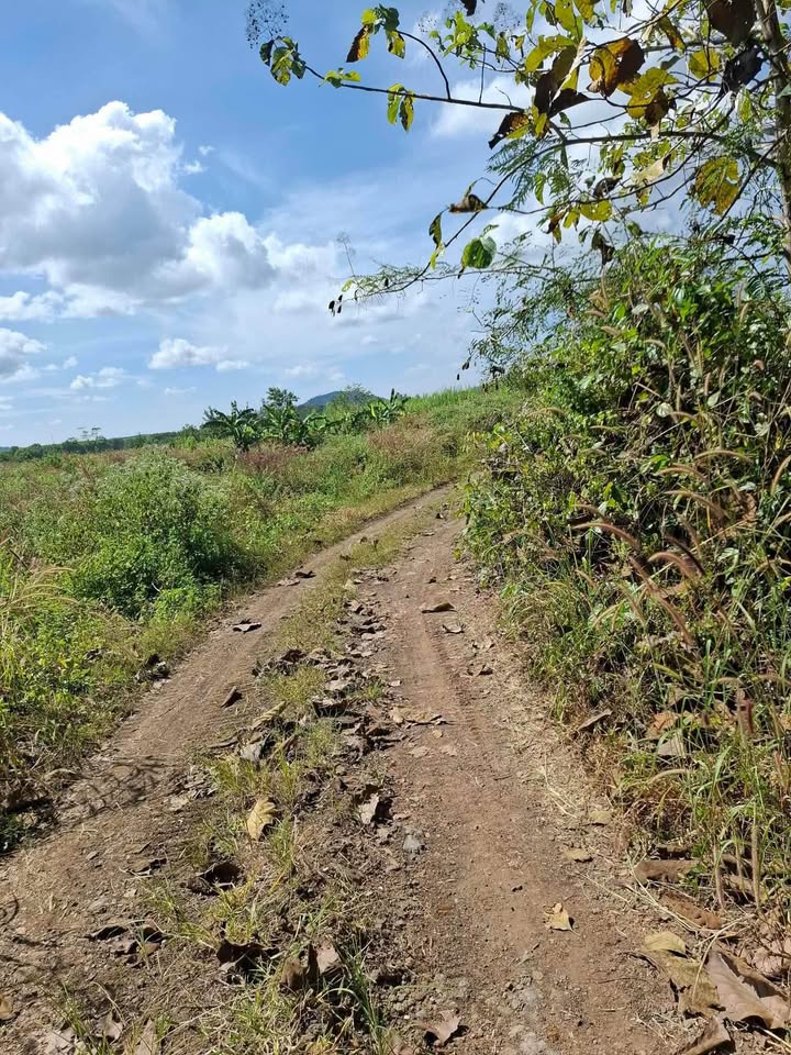 Đất nền Phú Hòa, Định Quán 8000m² giá 1.65 tỷ - Đầu tư sinh lời ngay!