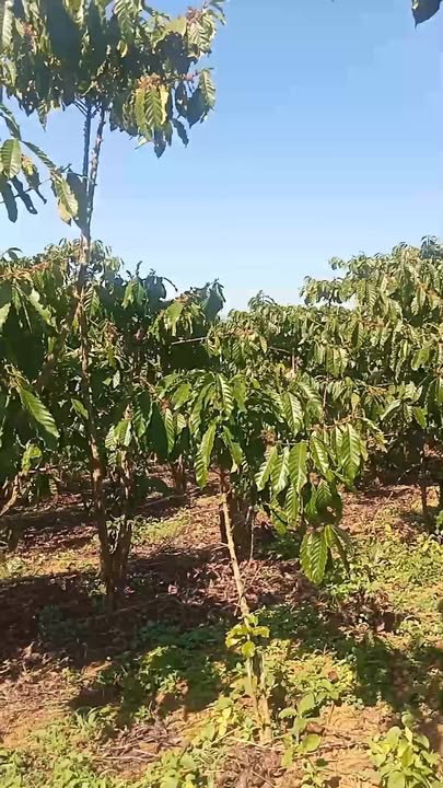 Đất nền 1ha Lộc Ngãi, Bảo Lâm - Giá chỉ 1.62 tỷ, sổ đỏ chính chủ!