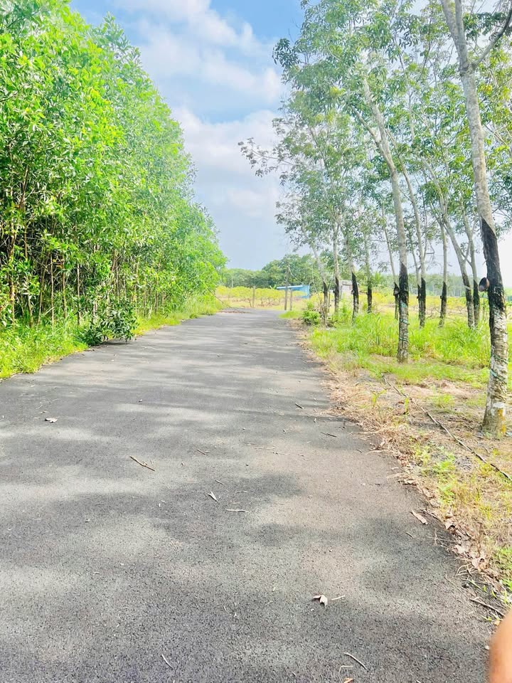 Đất nền Hòa Hội, Xuyên Mộc 5600m² giá 2 tỷ - Đường nhựa 150m, vị trí thuận lợi