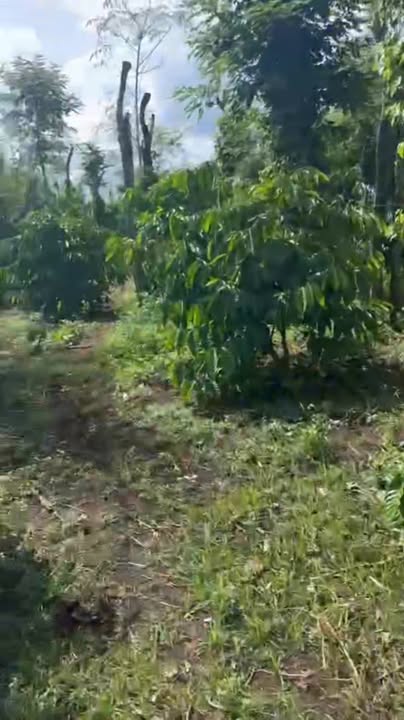 Đất Hòa Khánh Buôn Ma Thuột 2800m² giá 1.17 tỷ - Giảm giá mạnh!