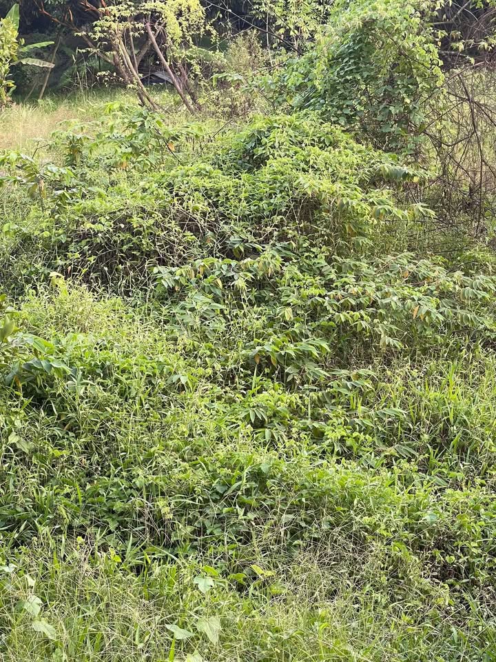 Đất nền Ô Môn Cần Thơ 133m² giá 650 triệu - Đầu tư lâu dài, ô tô vào tận nơi!