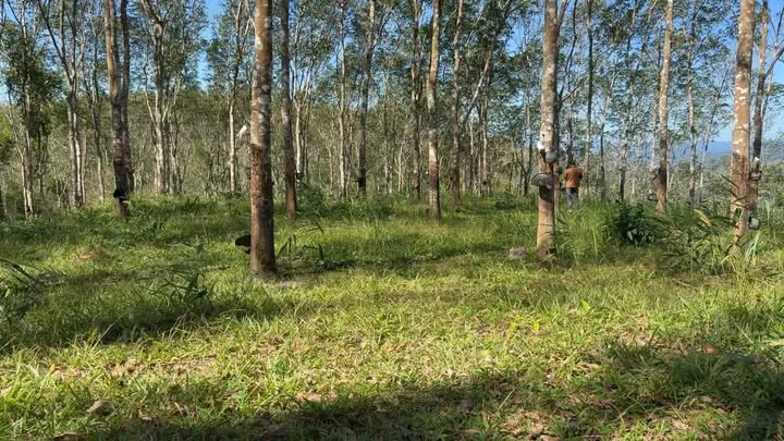 Đất Farm 6ha tại Ngọc Hồi, Kon Tum - Giá 2.5 tỷ, cơ hội đầu tư tốt!