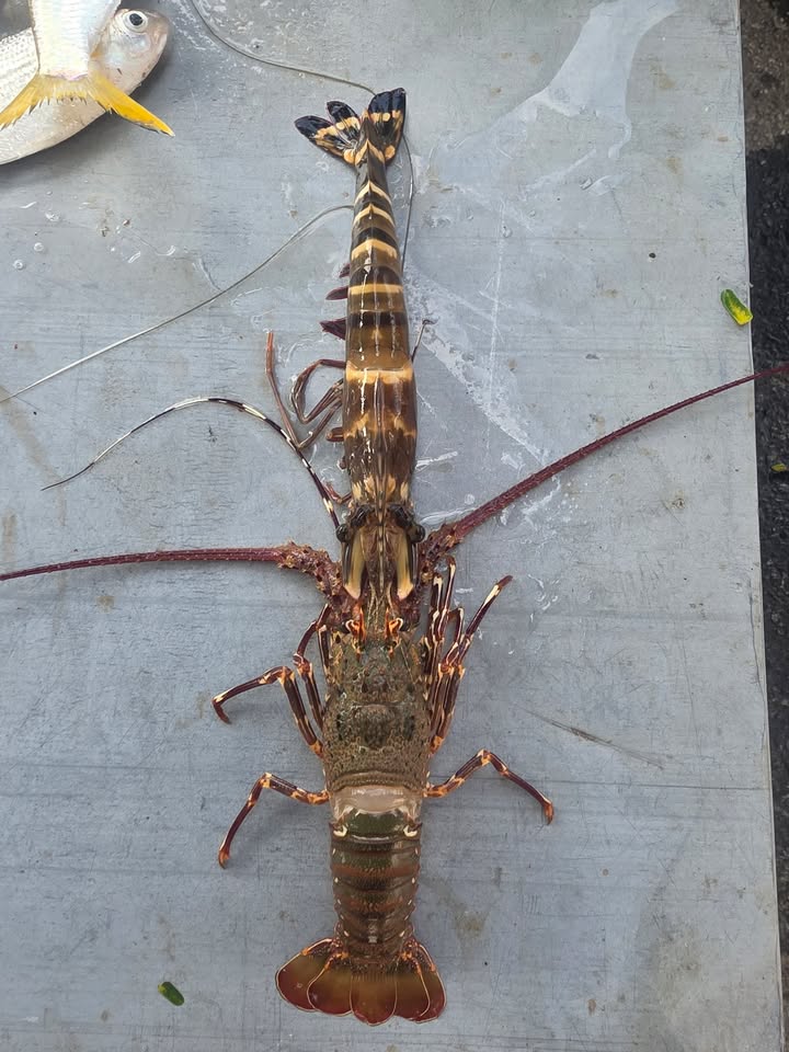 Đất nền hướng Đông Nam tại Hòa Phú 26, 100m² giá 7 tỷ - Đầu tư sinh lời ngay!