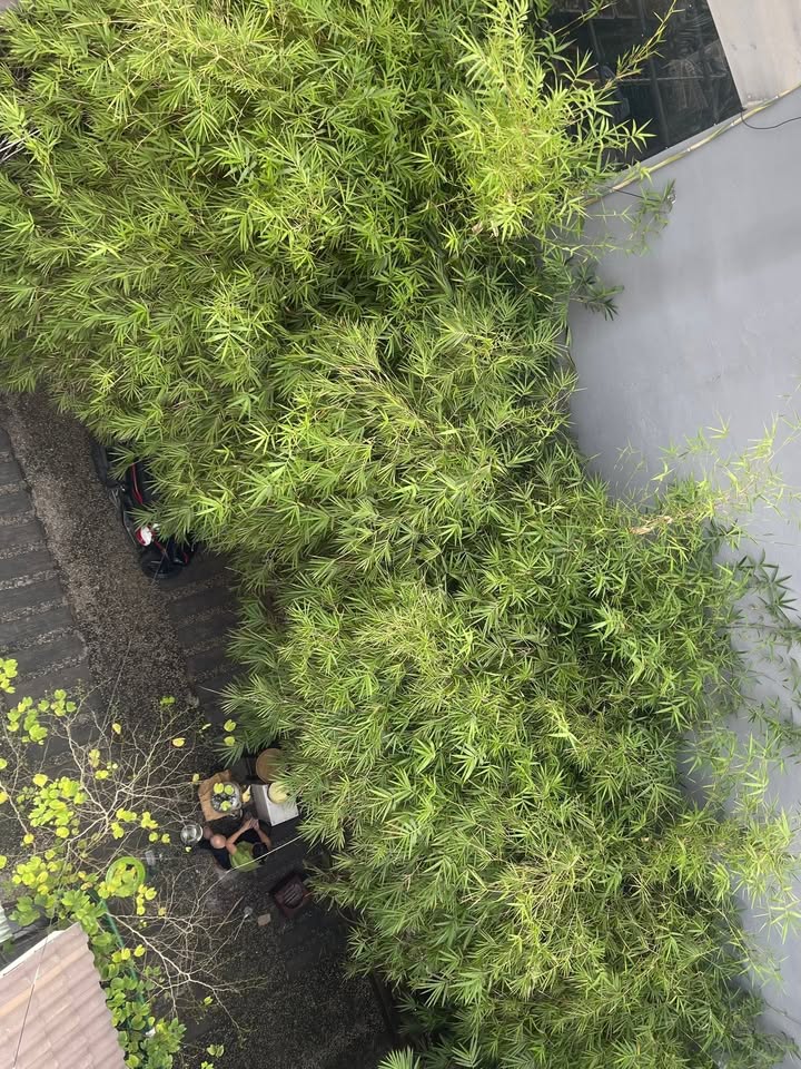 Nhà cho thuê 872 Quang Trung, Gò Vấp 230m² giá 15 triệu - Không thể bỏ lỡ!