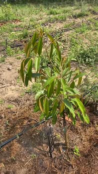 Đất rẫy Quảng Hiệp Cư M'gar 5200m² giá 950 triệu - Pháp lý rõ ràng!