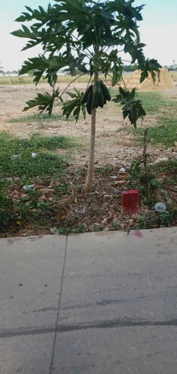 Đất thổ cư mặt đường Đan ấp 4 Thạnh Đức 198m² giá 1 tỷ - Đầu tư sinh lời ngay!