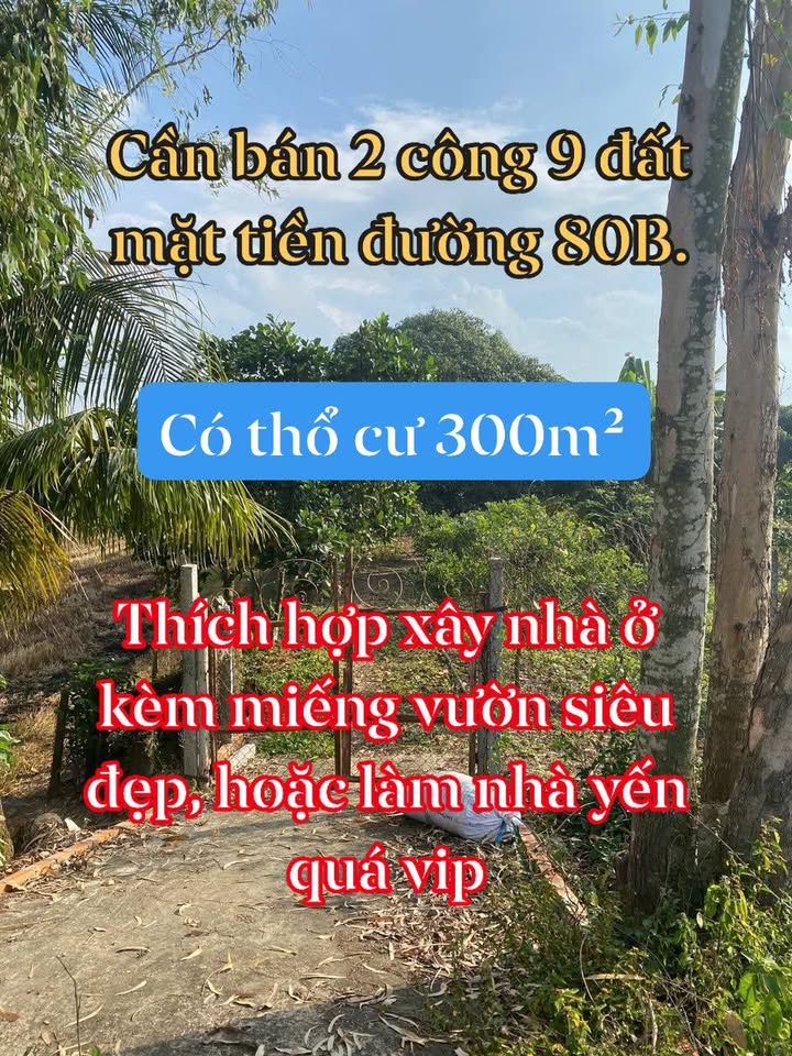 Đất vườn mặt tiền Tỉnh lộ 80B, Phú Long, 2948m² giá 2.675 tỷ - Cơ hội đầu tư sinh lời!
