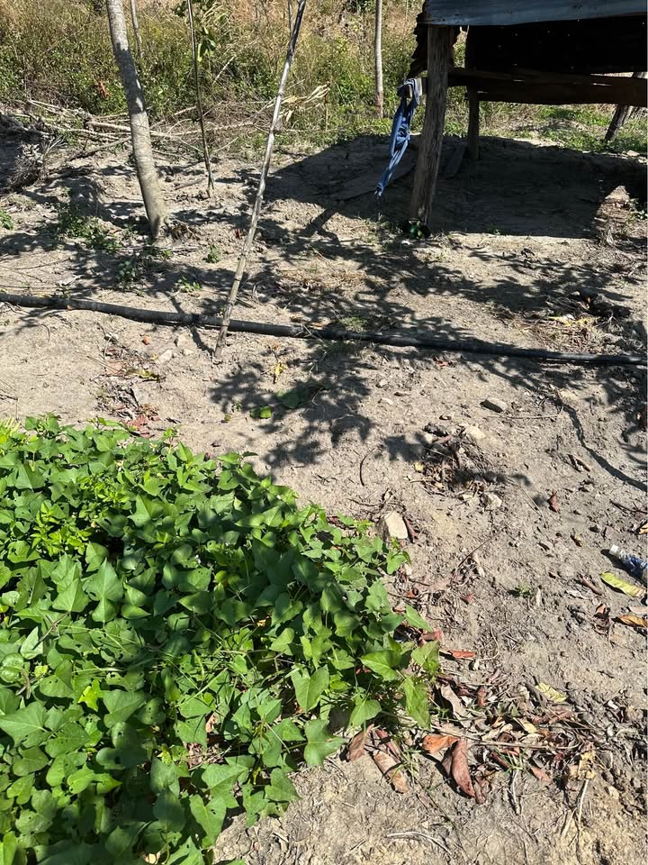 Farm 6ha tại xã Ea H'Leo, Đắk Lắk - Giá chỉ 1.5 tỷ - Đầu tư sinh lời hấp dẫn!