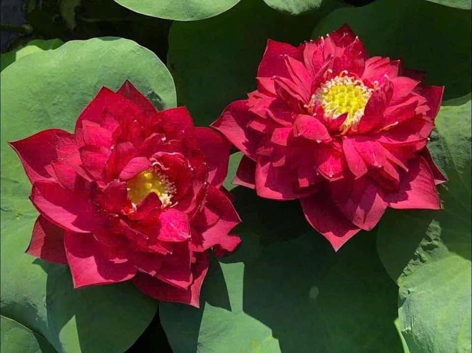 Đất nền xây trọ 212m² hẻm 2 đường 3/2, quận Ninh Kiều - Giá 4 tỷ, Sổ đỏ chính chủ!