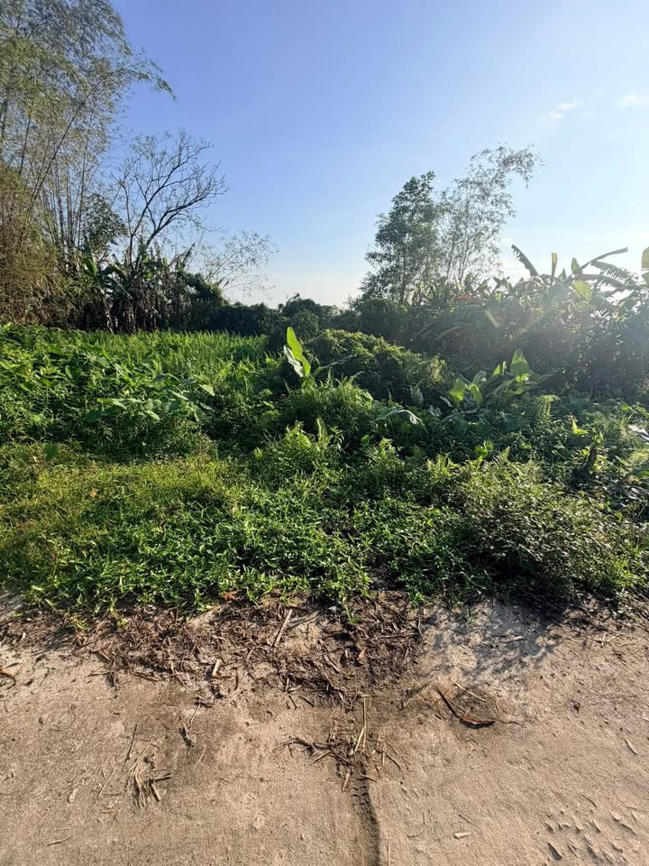 Đất vườn Bình Giang - Thăng Bình 590m² - Sổ hồng chính chủ