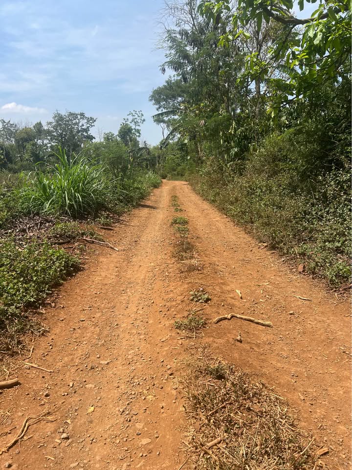 Đất nền Cuôr Đăng, Cư M'gar 250m² giá chỉ 699 triệu - Cơ hội đầu tư hiếm có!