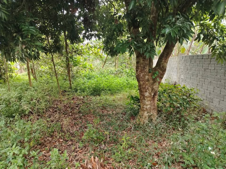 Đất thổ cư 500m² tại Chẩm Khê, Yên Thọ, Như Thanh - Giá thỏa thuận hấp dẫn!