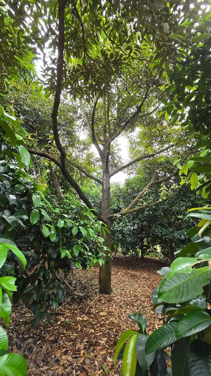 Farm 5 sào tại Suối Tre, Long Khánh, Đồng Nai - Cho thuê 5 năm tiện lợi