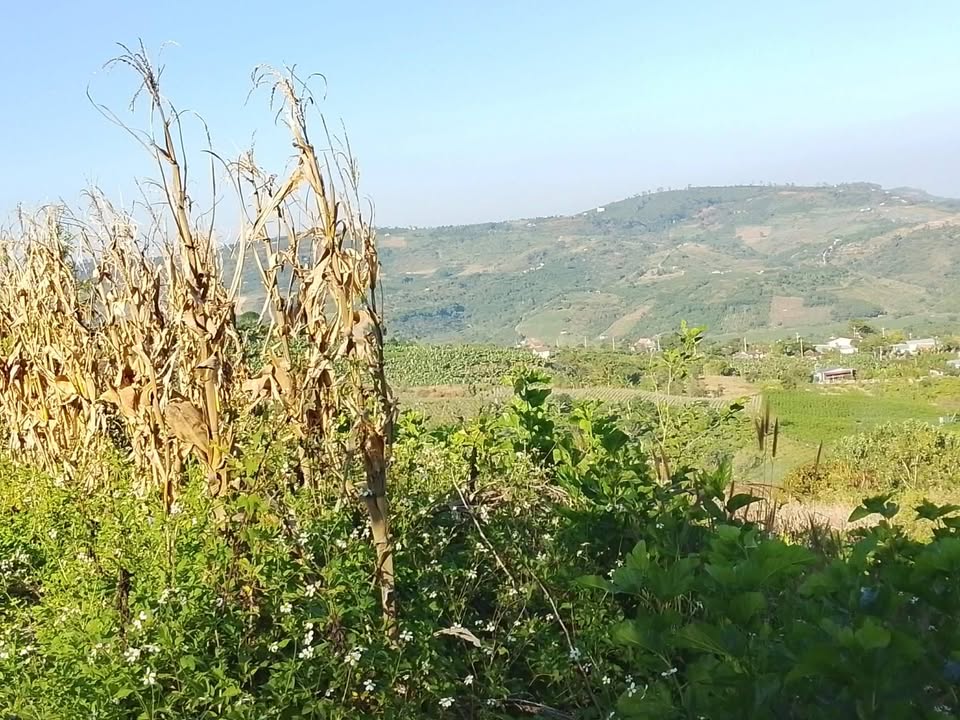 Đất thổ cư Tân Phú - Bảo Thuận 3ha giá 8.1 tỷ - Tiềm năng nghỉ dưỡng tuyệt vời!