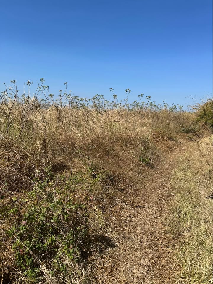 Đất nền 1,5ha tại Xã Eahleo, Đắk Lắk giá chỉ 200 triệu - Cơ hội đầu tư không thể bỏ qua!