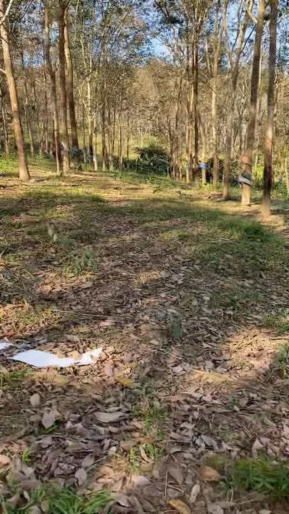 Đất farm 1,5 ha Sa Loong giá thỏa thuận - Đầu tư sinh lời ngay!