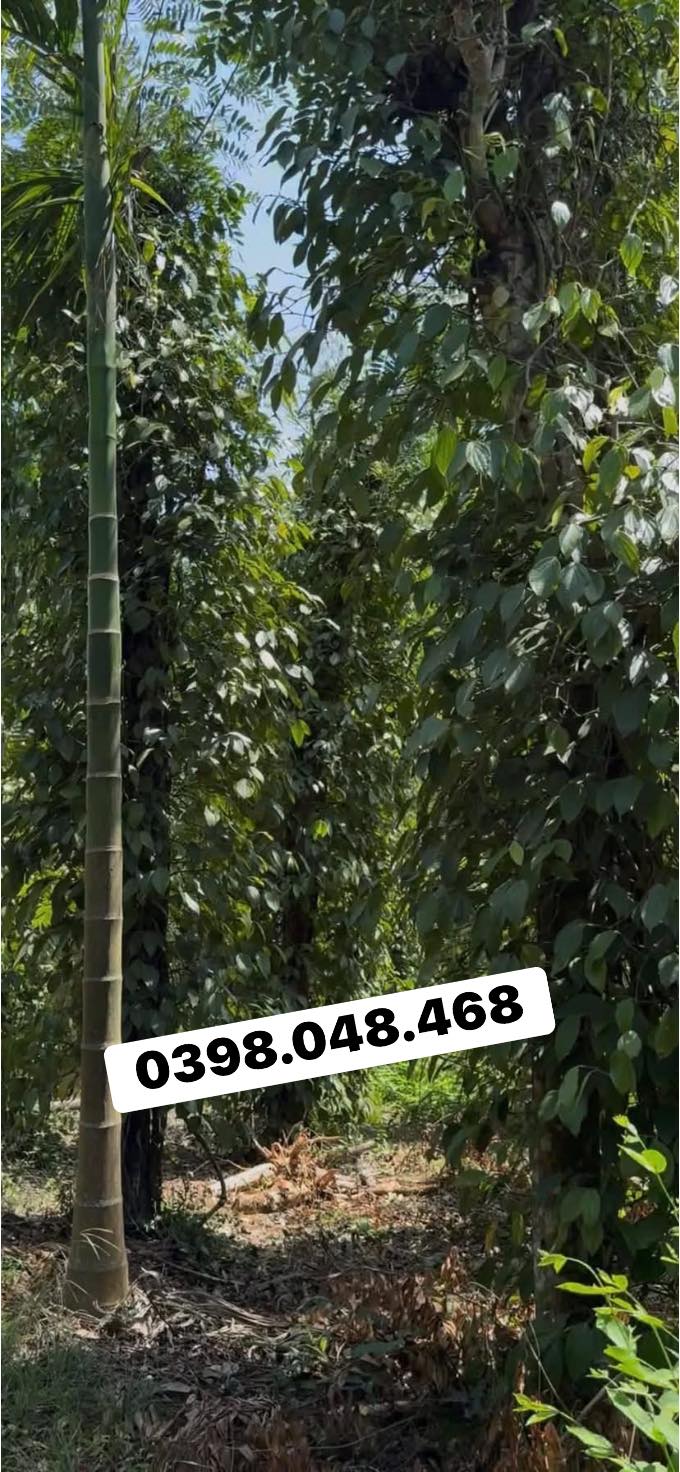 Đất thổ cư 400m² tại Ea Bhok, Đắk Lắk - Giá chỉ 2.375 tỷ, đầu tư sinh lời ngay!